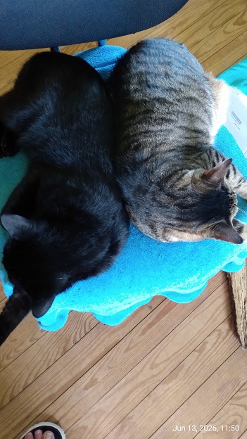 BratKatz.jpg