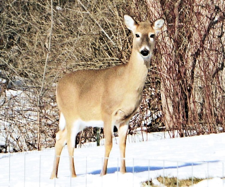 Deer1 2-17-2026.JPG