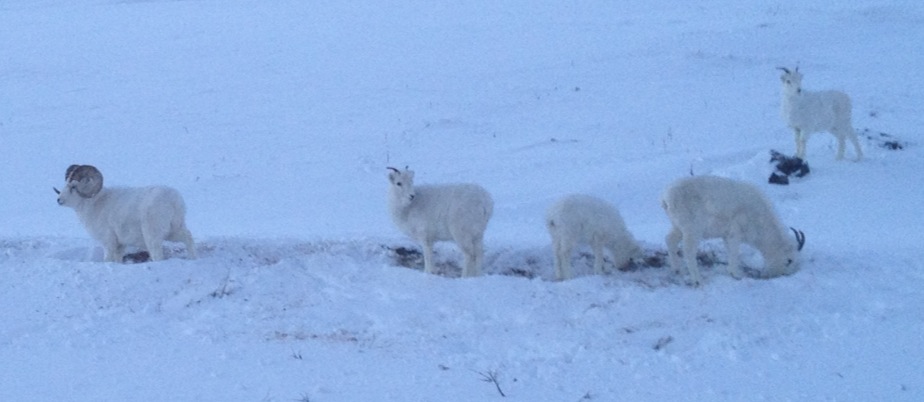 Doll Sheep Atigun Pass.JPG