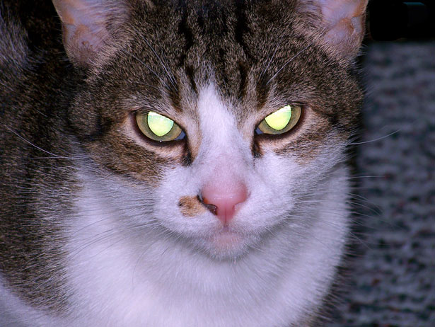 evil-cat-.jpg