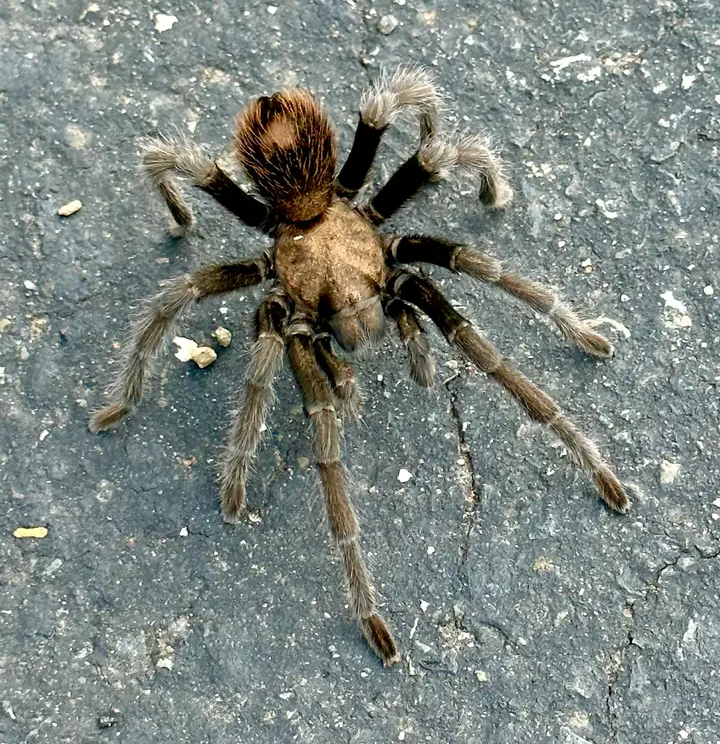 In the Parking lot.png