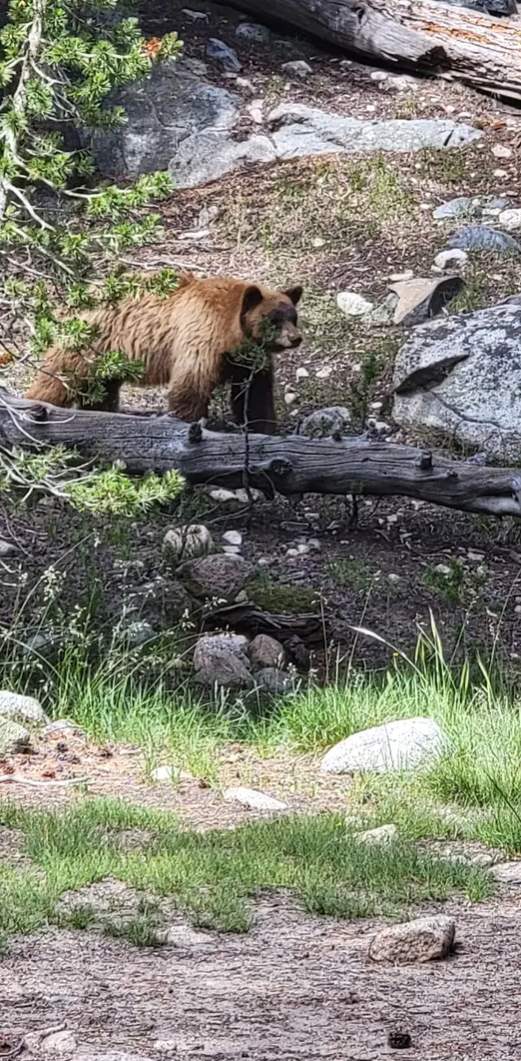 July Bear at the trail.png