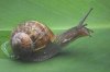 Helixaspersathecommongardensnail.jpg
