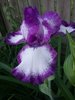 OrchidIRIS.jpg