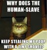 human slave to cat.jpg