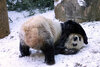 panda.jpeg
