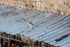 Cat_on_a_Hot_Tin_Roof,_Jerusalem.jpg Cat_on_a_Hot_Tin_Roof,_Jerusalem.jpg