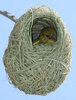 Weaver Bird.jpg