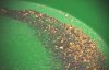 gold-in-the-pan-2.jpg