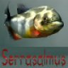 serrasalmus