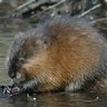 Michigan Muskrat