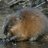 Michigan Muskrat