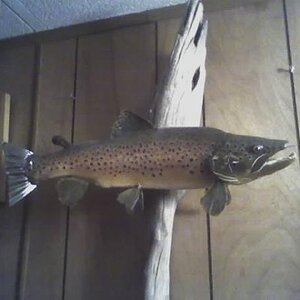21 1/2" Brown Trout