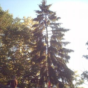 this is a picture of the pine my antennas are in.