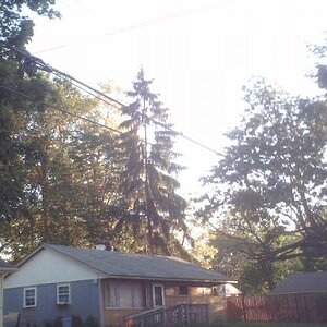 another picture of the tree with a picture of my house to compare the height