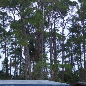 Christmas2007 039ANTRON 99 THESE TREES ARE 65 TO 70 FEET IN THE AIR