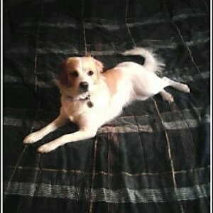 Abbie, Breed unknown but very lovable.