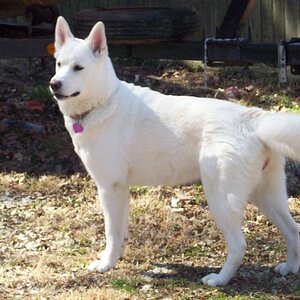 Tina, A shepperd Husky mix