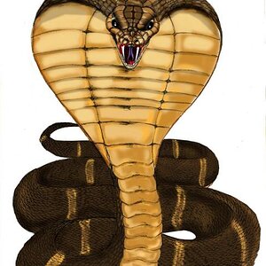 King Cobra