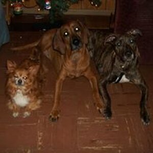 long hair chihuahua, Redbone coonhound and a plott hound