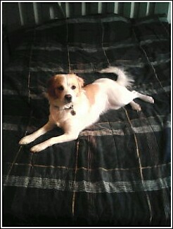 Abbie, Breed unknown but very lovable.