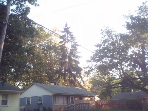 another picture of the tree with a picture of my house to compare the height