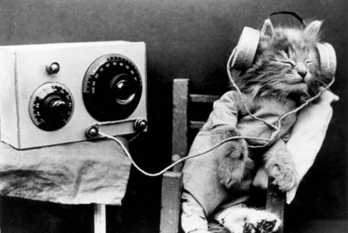 cat_radio