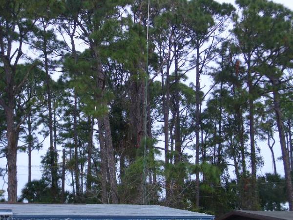 Christmas2007 039ANTRON 99 THESE TREES ARE 65 TO 70 FEET IN THE AIR