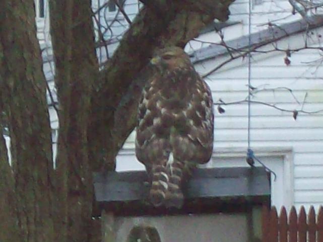 im to big to fit in this bird house