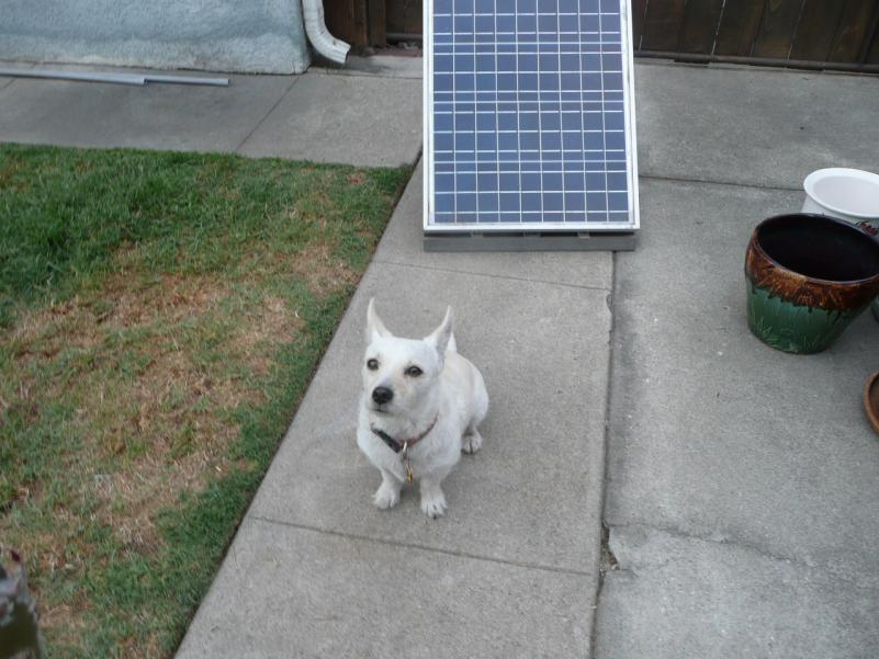 "Kiddo", the 'Opossum-Killer'