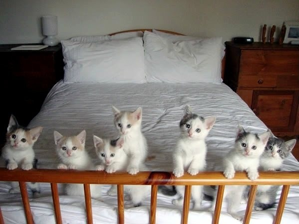 Kittens 1280