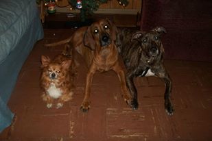 long hair chihuahua, Redbone coonhound and a plott hound