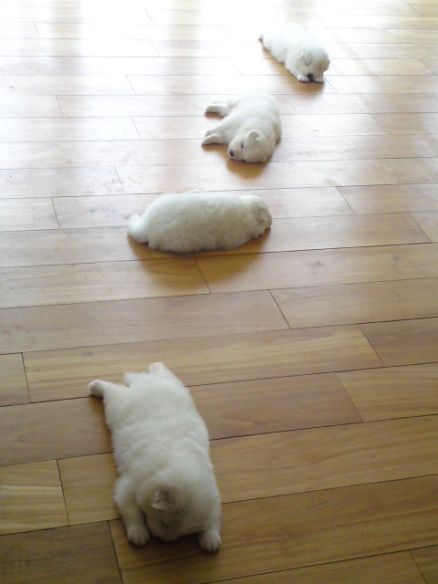 Skattered Puppies