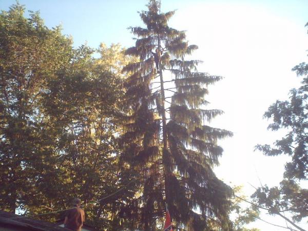this is a picture of the pine my antennas are in.