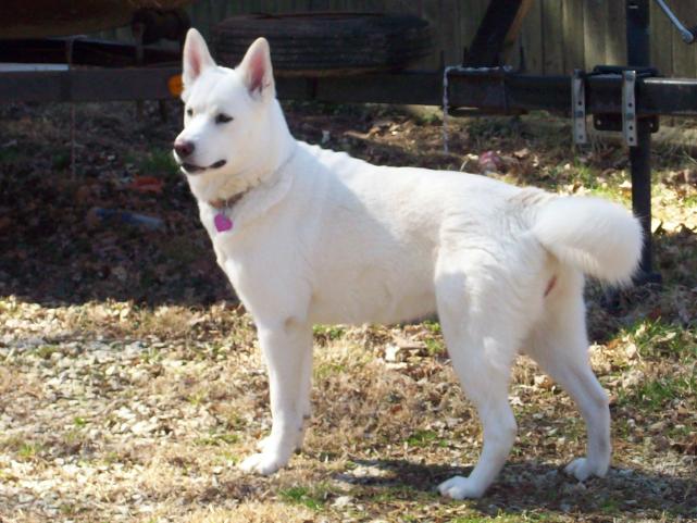 Tina, A shepperd Husky mix