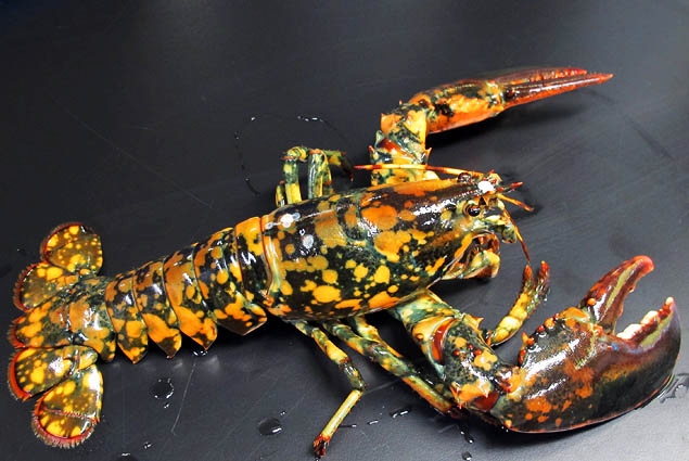 calico-lobster.jpg