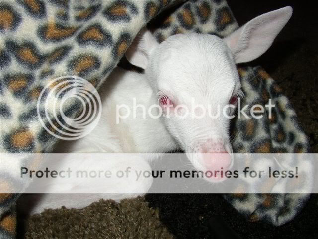 albinodeer2.jpg