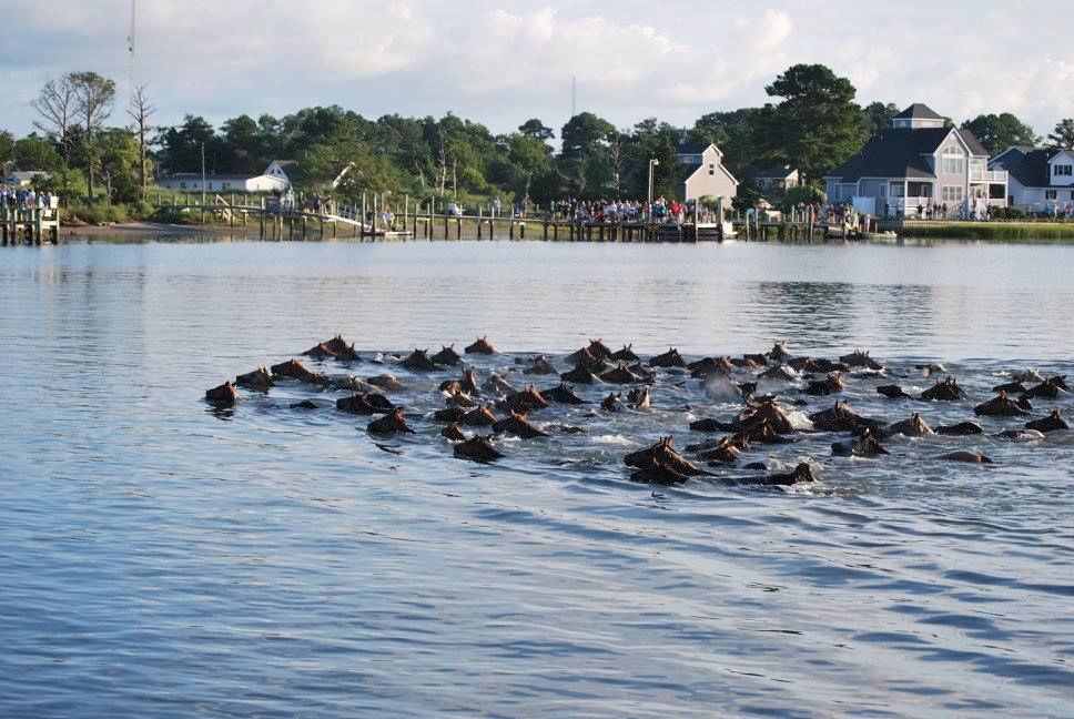 www.chincoteague.com