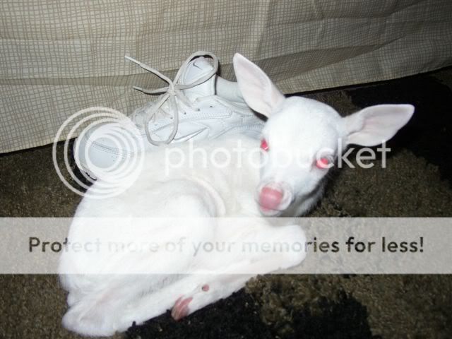 albinodeer.jpg
