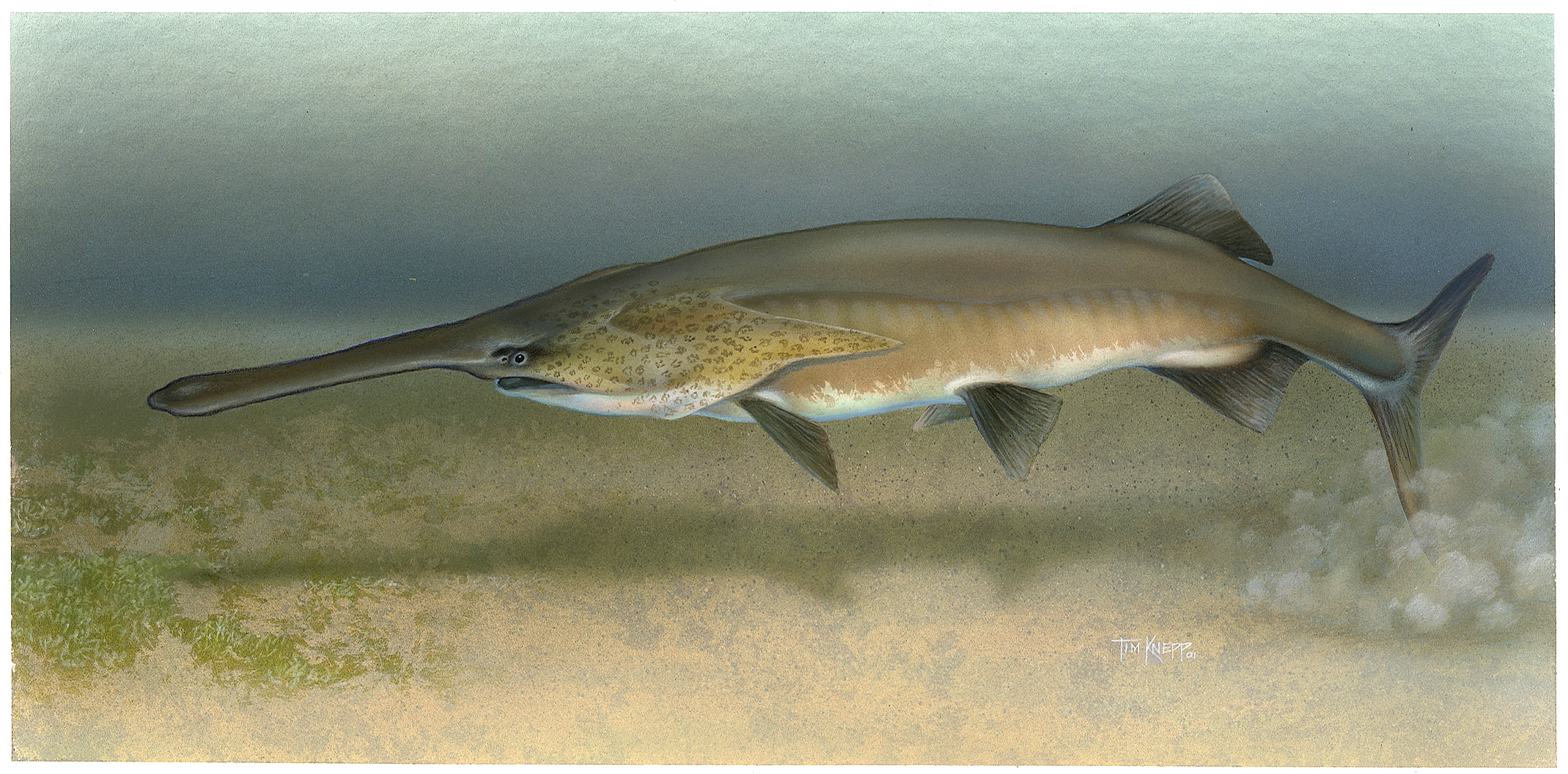 Paddlefish_Polyodon_spathula.jpg